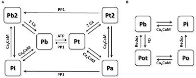 The Role of CaMKII Overexpression and Oxidation in Atrial Fibrillation—A Simulation Study